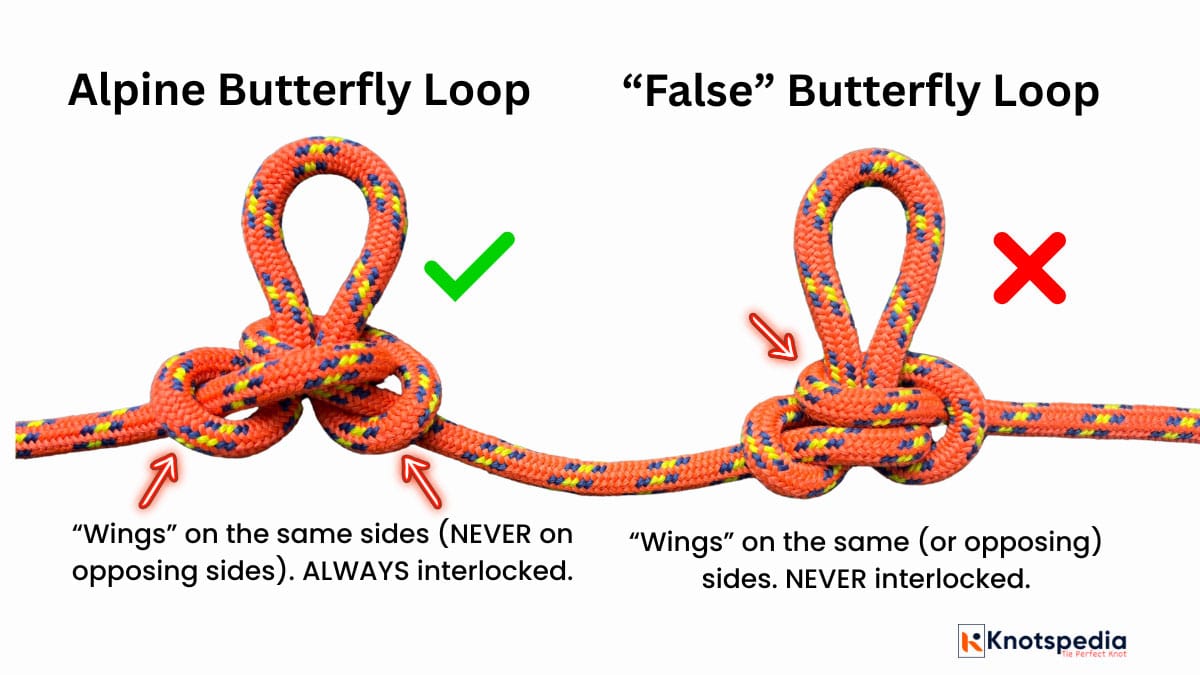 alpine-butterfly-vs-false-butterfly-knot alpine-butterfly-vs-false-butterfly-knot
